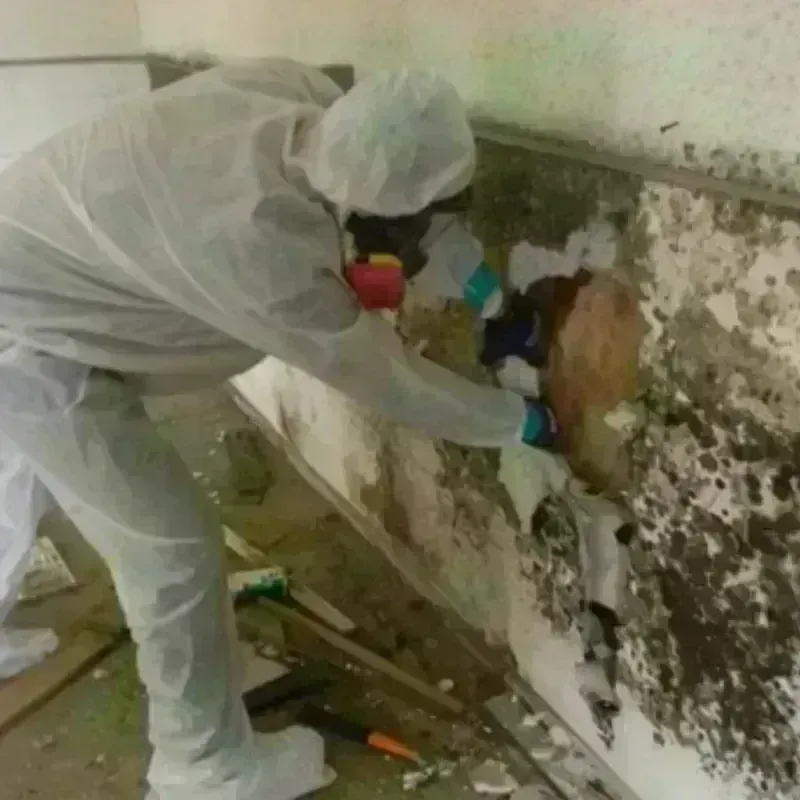 Mold Remediation and Removal in Kingman, KS